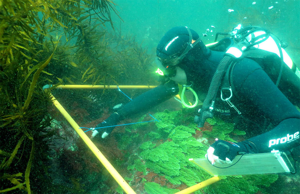 diver performing under water audit