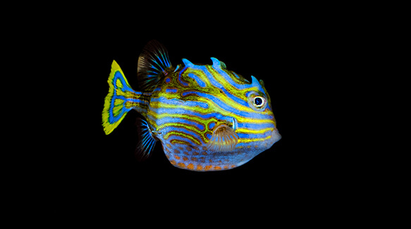 Male Shaw's Cowfish (OJ)