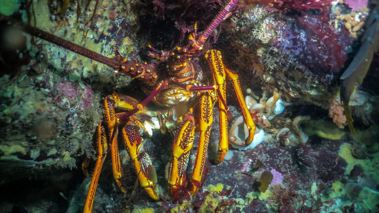 Crayfish on reef