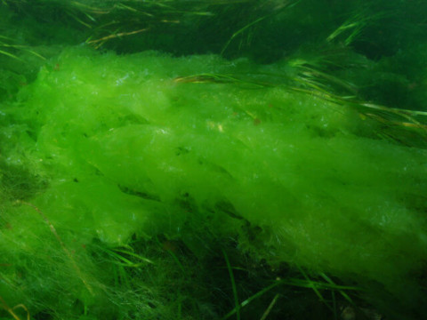 Investigating drivers of nuisance algae