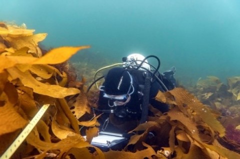 diver with measuring tape