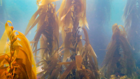 Kelp forest