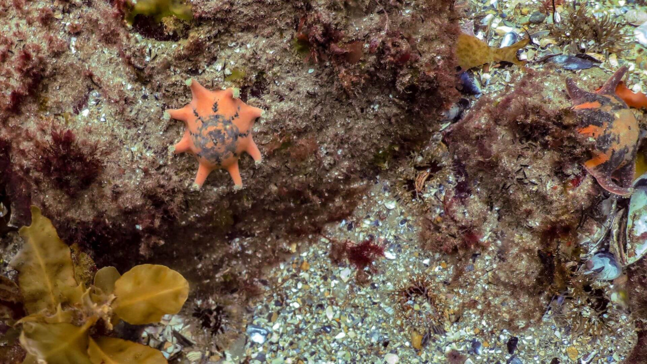 Anemones and sea star on rocky reef